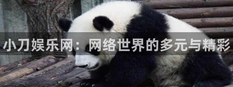 福建赢彩网机电股份公司：小刀娱乐网：网络世界的多元与精彩