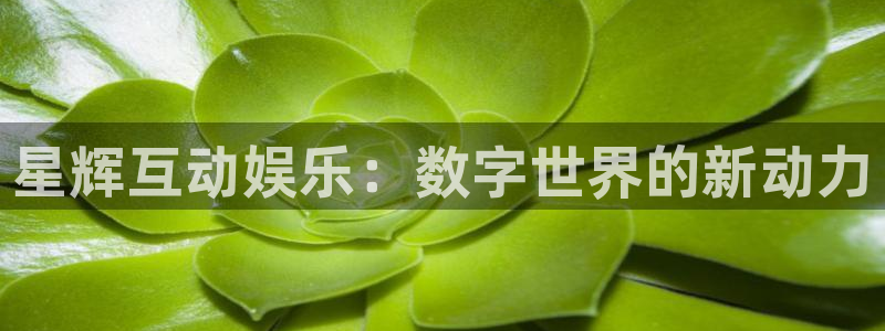 赢彩网：星辉互动娱乐：数字世界的新动力
