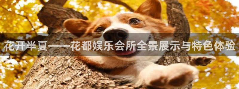 赢彩网2登录入口：花开半夏——花都娱乐会所全景展示与特色体验